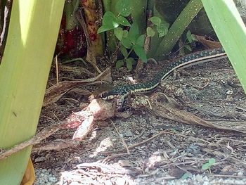 High angle view of lizard on plant