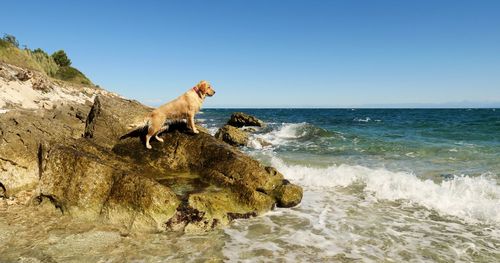 Horse on rock by sea against clear sky