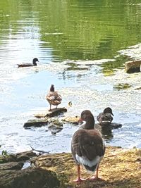 Ducks in a lake