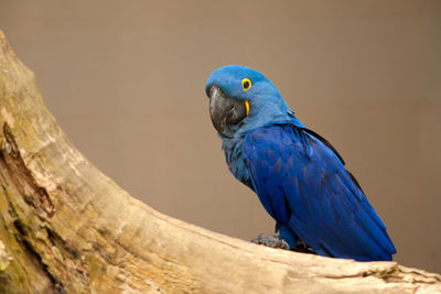 Close-up of blue parrot perching on tree