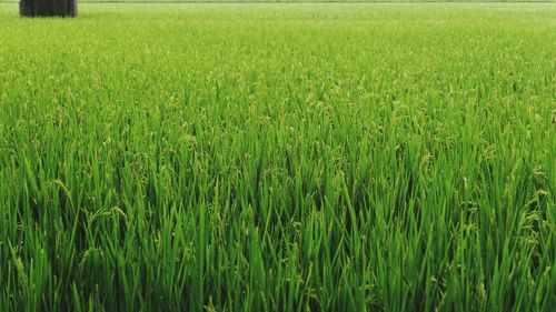 Scenic view of wheat field