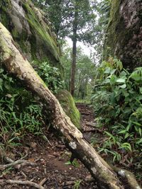 Trees growing in forest