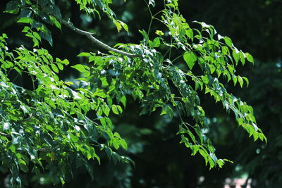 Close-up of raindrops on plant