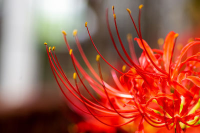 Close-up of red flowering plant