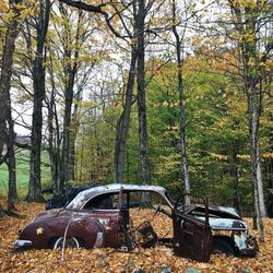 Abandoned car in forest