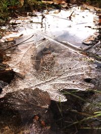 High angle view of wet leaves on water