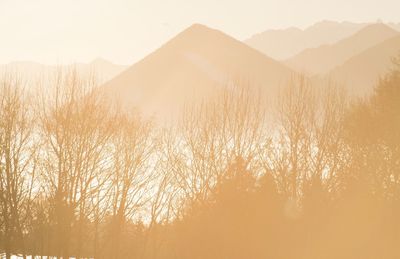 Close-up of trees on landscape during sunset