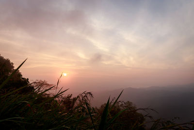 Silhouette plants against sky during sunset