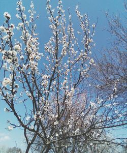 Low angle view of blooming tree against sky