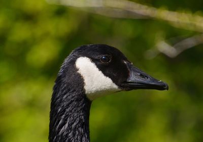 Close-up of a bird