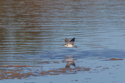 Bird swimming in lake