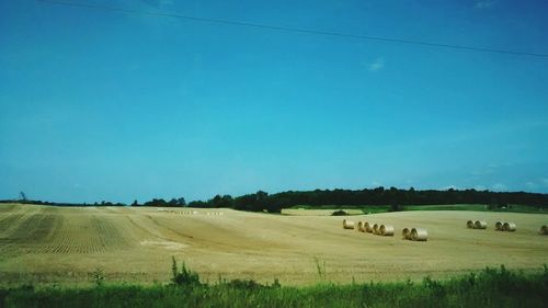 Sheep grazing on field against clear blue sky