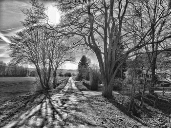 Empty road along bare trees and plants