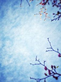 Low angle view of cherry blossoms against sky