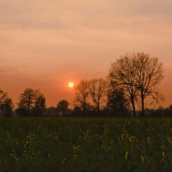 Scenic view of field against sky during sunset