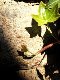 High angle view of a leaf