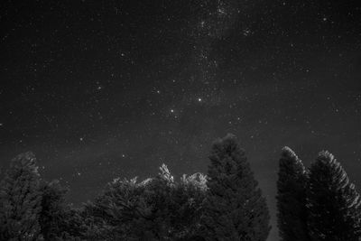 Low angle view of trees against sky at night