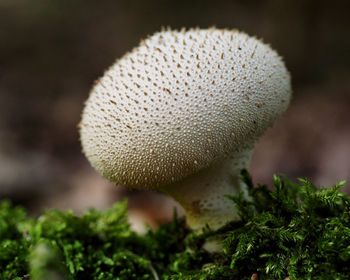 Close-up of mushroom growing on land