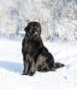 Newfoundland in winter wonderland