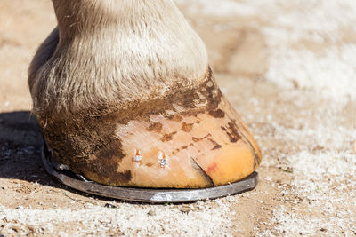 Close-up of a horse hoof with a horseshoe, after trimming and shaping by farrier. copper nails.