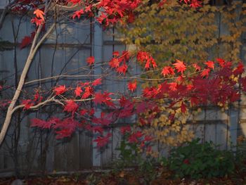 Close-up of red maple leaves on tree