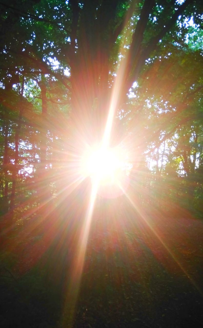 LOW ANGLE VIEW OF TREES AGAINST BRIGHT SUN