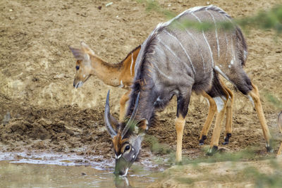 Side view of horse drinking water