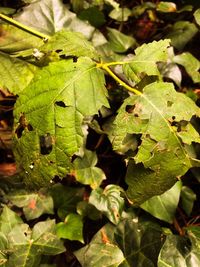 High angle view of fresh green leaves