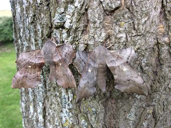Close-up of tree trunk