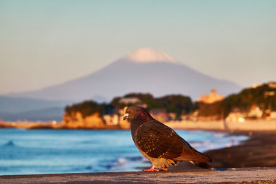 Close-up of bird perching by the beach  against sky