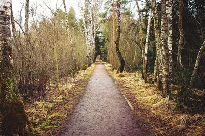 Narrow pathway along trees