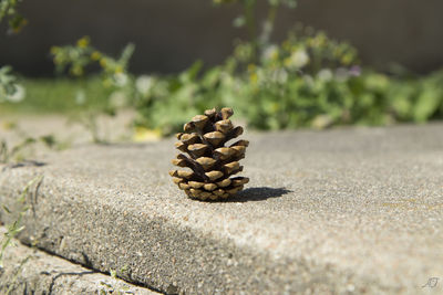 Close-up of pine cone