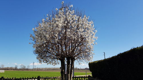 Trees on field against clear blue sky