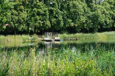 Scenic view of lake in forest