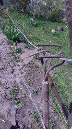 Trees growing on field