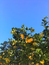 Low angle view of fruits on tree against clear blue sky