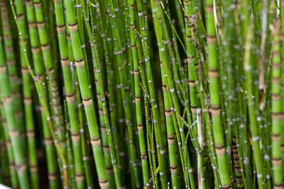 Full frame shot of bamboo plants