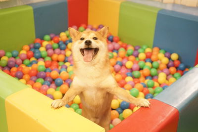 Portrait of happy dog