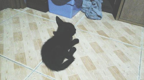 Cat lying on floor