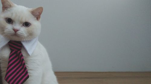 Portrait of cat looking away against wall