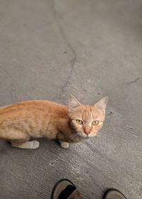 High angle portrait of cat relaxing on floor