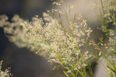 Close-up of white flowering plant