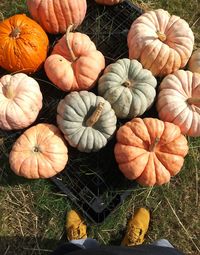 High angle view of pumpkins on field