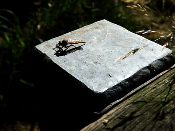 Close-up of ant on wood