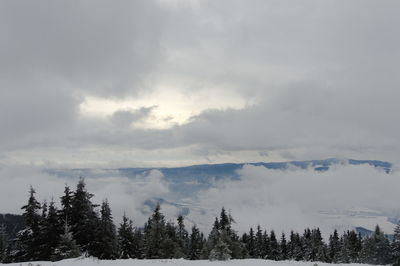 Low angle view of trees on snow covered land against sky