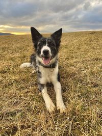 Portrait of dog on grassy field