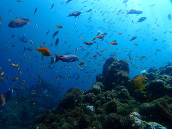 Fish swimming in sea