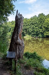 Tree trunk by lake against sky