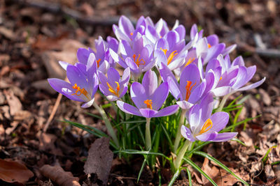 Close-up of purple crocus flowers on field