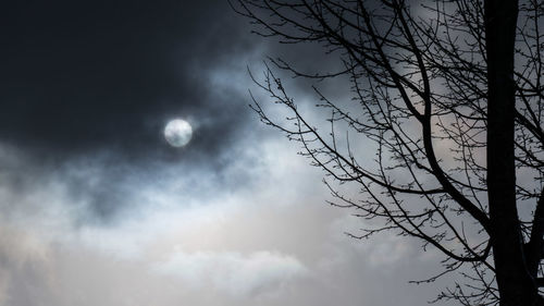 Low angle view of bare tree against sky at night